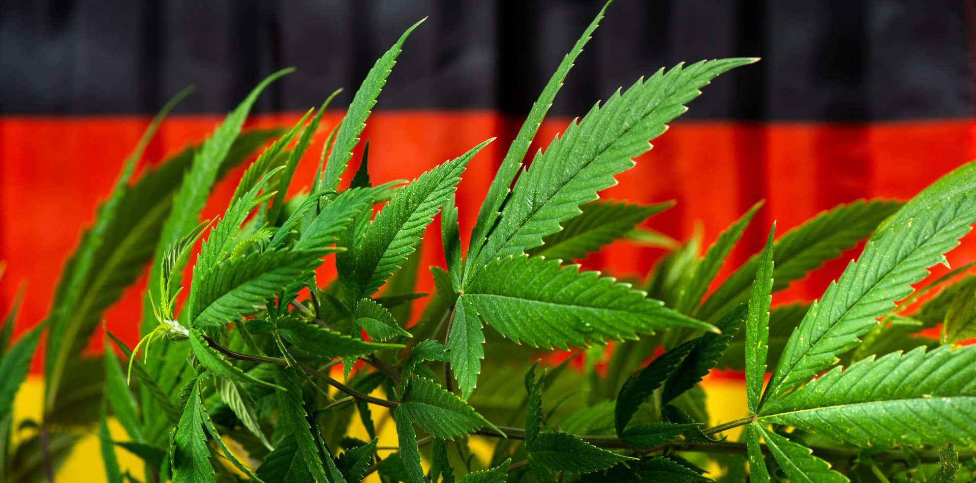 "Ondas de choque positivas": Alemania acelera el proceso de legalización del cannabis