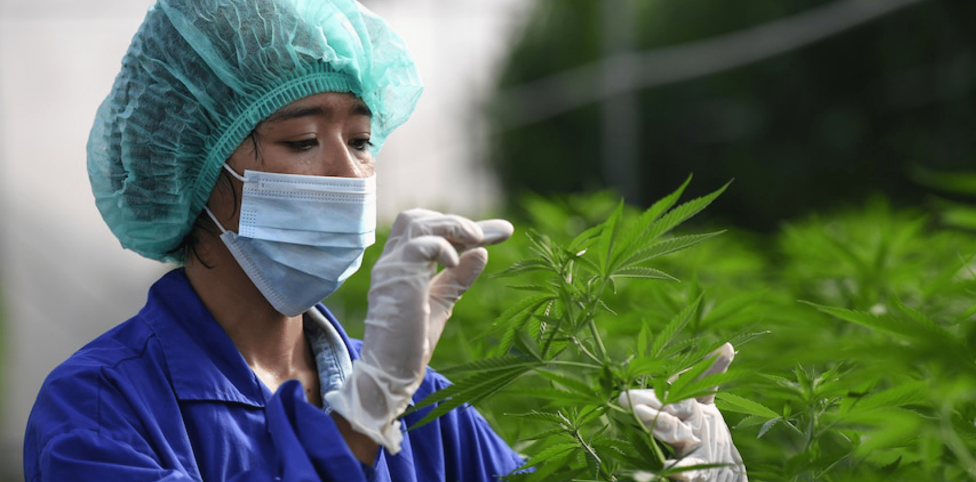 Tailandia retira el cannabis de la lista de estupefacientes y despenaliza el cultivo de plantas en casa