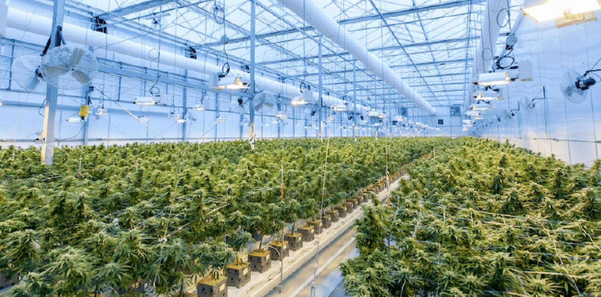 Actualización trimestral del 2º trimestre de 2022 del cannabis europeo