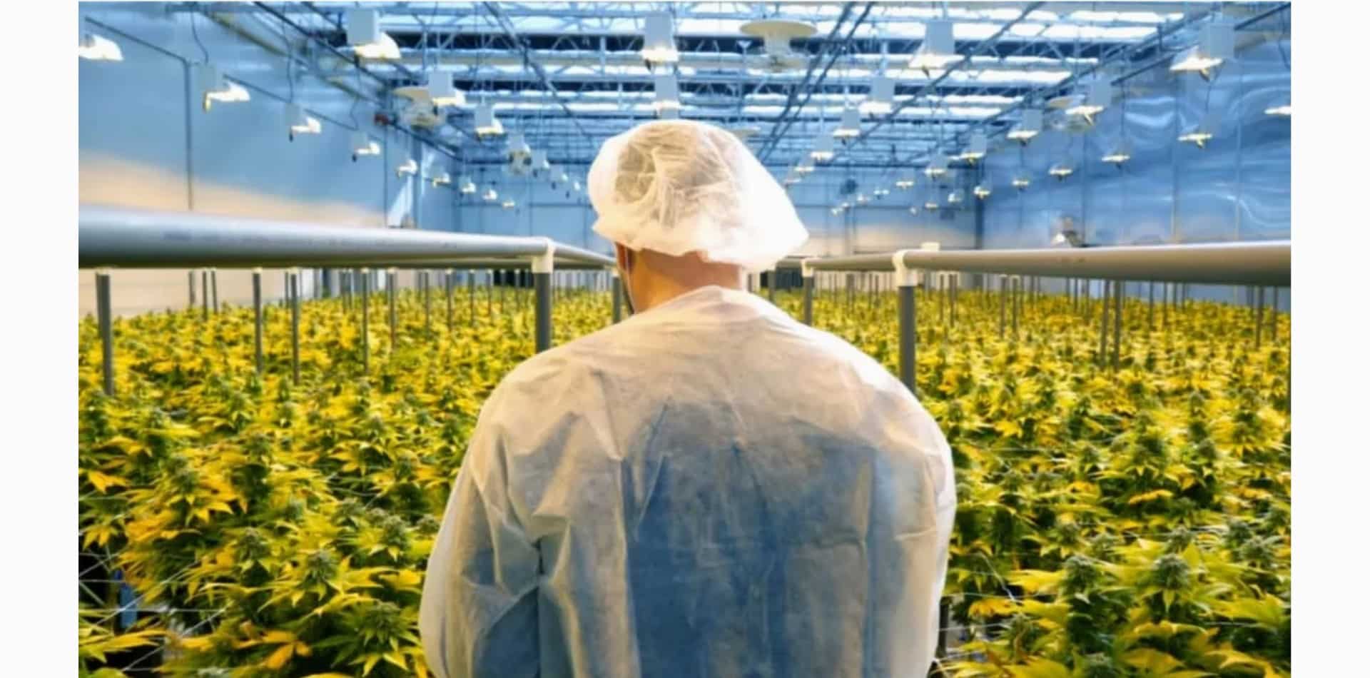 COVID-19 está dejando huella en la industria del cannabis, según los expertos