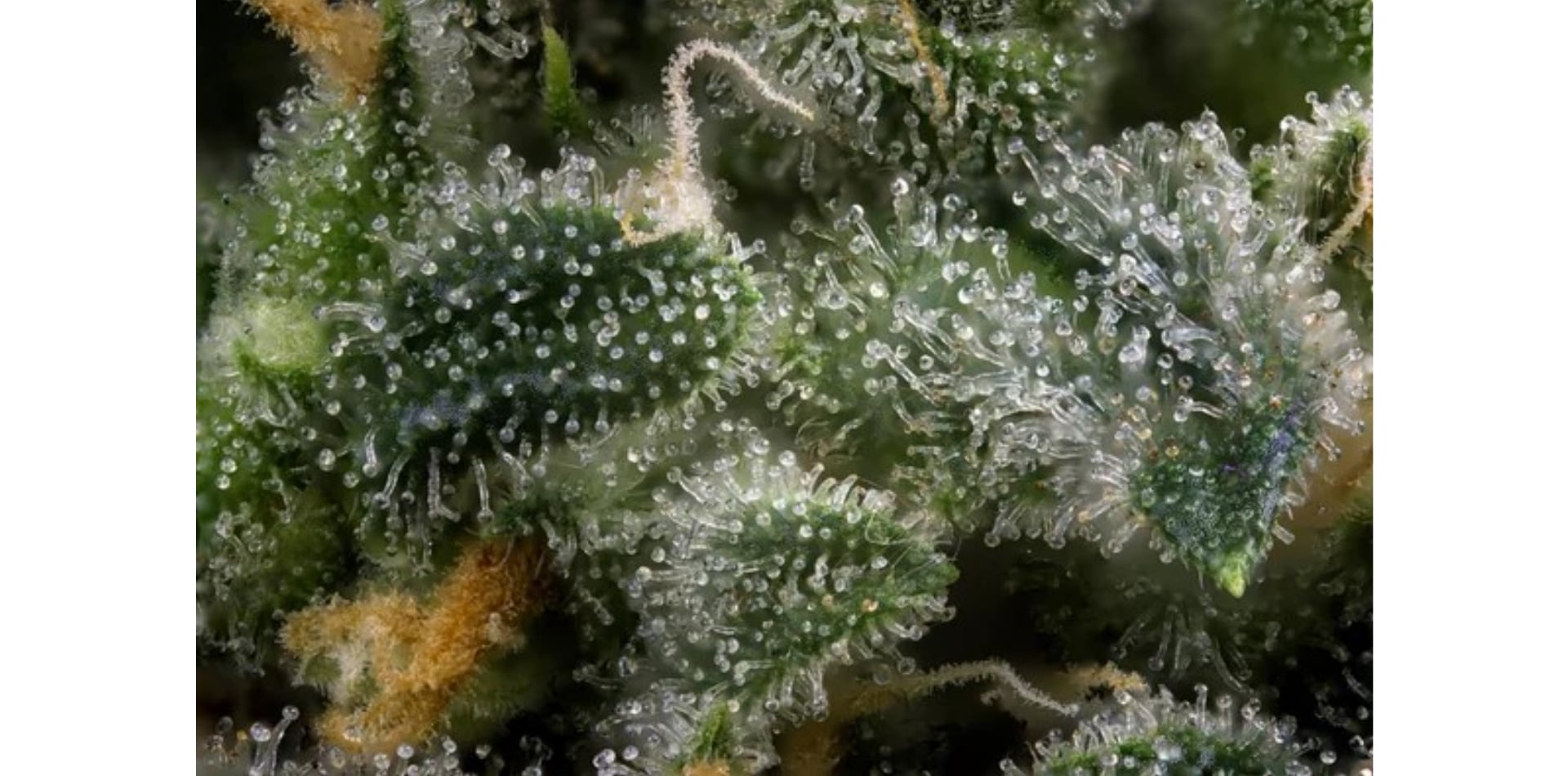 Terpenos del cannabis: Lo que los cultivadores deben saber