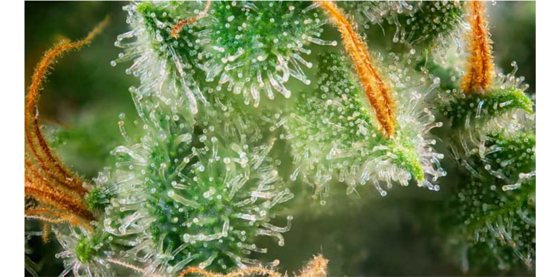 7 maneras de aumentar los niveles de terpenos en el cannabis