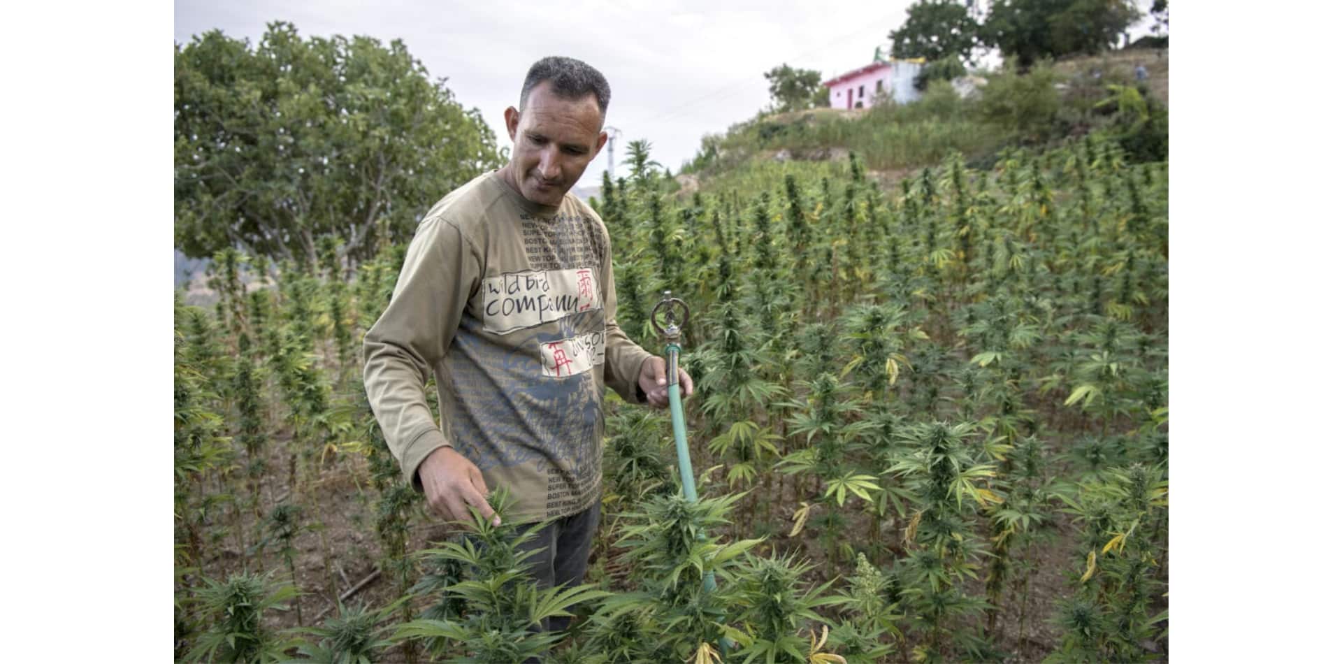 Marruecos: Legislación sobre el cannabis, pero el diablo está en los detalles