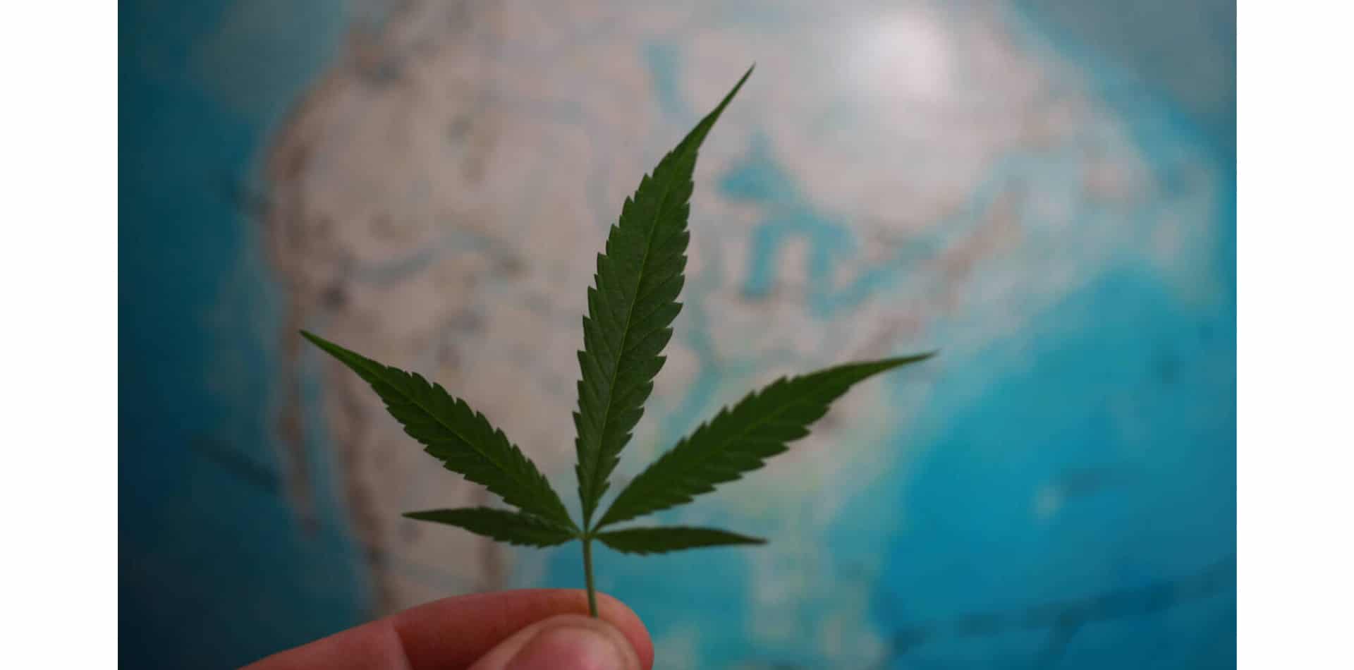 La reforma internacional del cannabis se acelera en Europa y Sudamérica