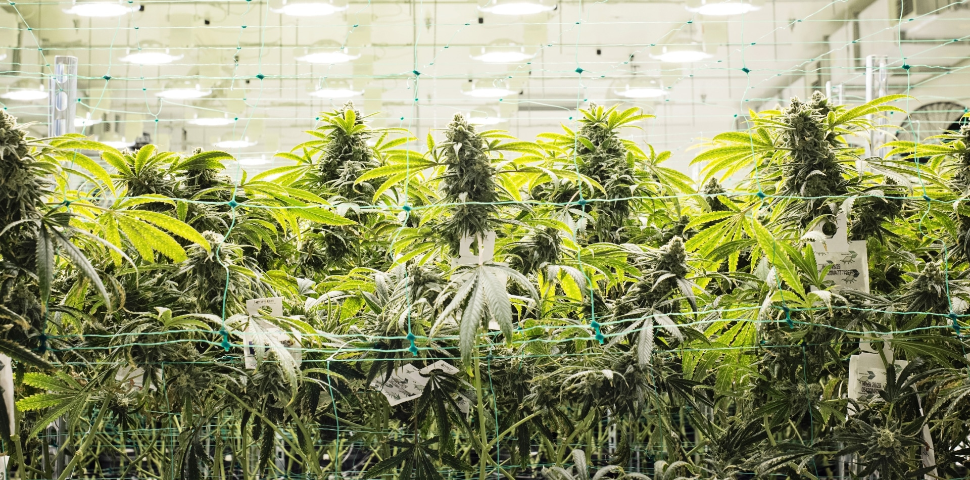  Actualización trimestral del cuarto trimestre de 2023 sobre el cannabis europeo