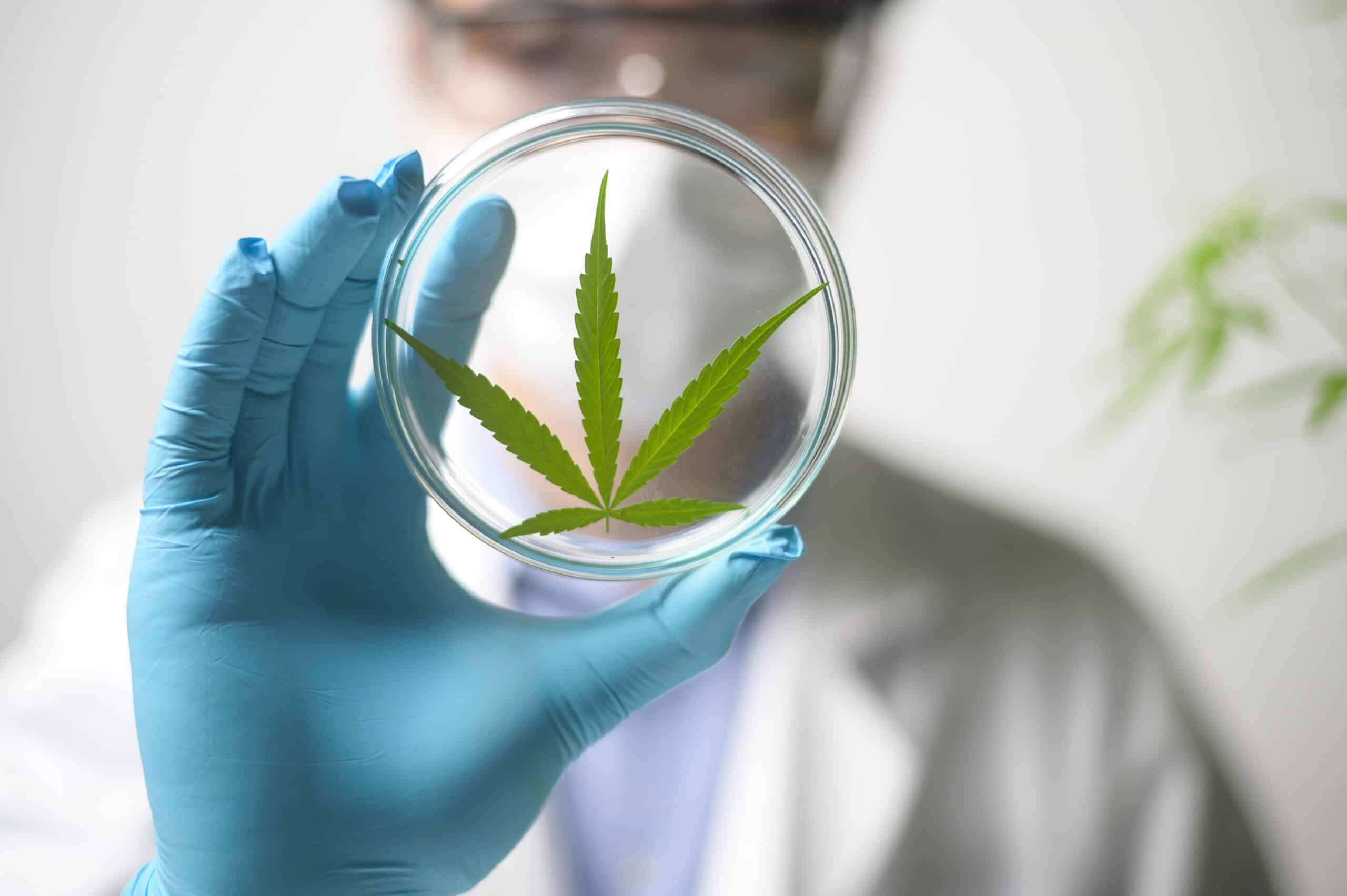 A scientist is checking and analyzing a cannabis sativa experiment , hemp plant for herbal pharmaceutical cbd oil in a laboratory